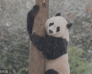 Показали, як панда радіє першому снігу
