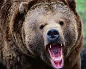 Под Харьковом на женщину напал медведь