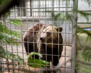 На базе отдыха под Харьковом объяснили, как работница попала в лапы медведя