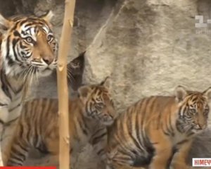 4 редких тигрят родились в немецком зоопарке