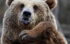 На Донбасі у  притулку для тварин помирають ведмеді