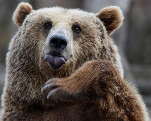 На Донбасі у  притулку для тварин помирають ведмеді