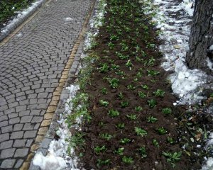 В Киеве коммунальщики высадили цветы прямо в снег