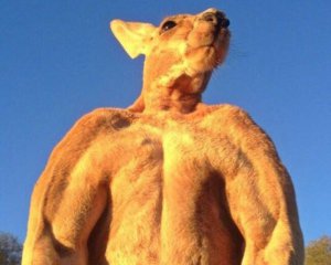 Умер мускулистый кенгуру, который был звездой соцсетей