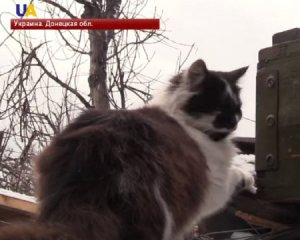 Кішка врятувала життя бійцю в Авдіївській промзоні