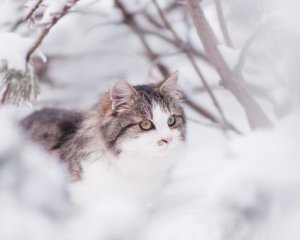 После самого холодного дня Киев ждет потепление