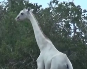 Ученые получили уникальные кадры жирафов-альбиносов
