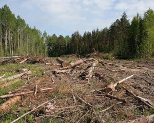 Набув чинності закон, який посилює покарання за знищення лісів