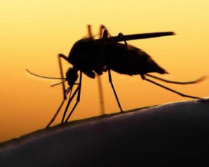 Украинец умер после укуса комара
