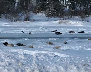 Тюлені перекрили вулиці канадського міста