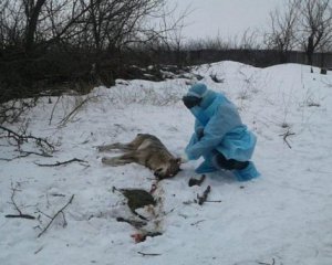 В Запорожье бешеный волк покусал трех человек