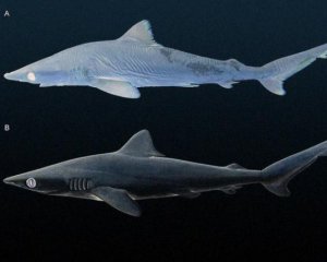 У музеях знайшли новий вид вимерлих акул