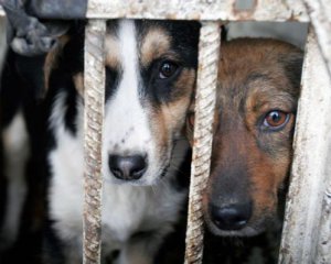 В Украине могут ужесточить ответственность за издевательство над животными