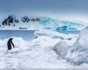 Подо льдами Антарктики нашли жизнь
