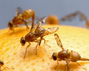 В Украину привезли цитрусовые заражены личинками мухи