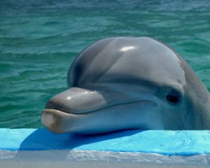 В мережі набуває популярності відео незвичайної дружби дельфіна та собаки