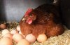 Вивели курей, яйця яких допоможуть у боротьбі з раком