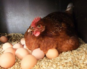 Вивели курей, яйця яких допоможуть у боротьбі з раком