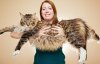 Почти полутораметровый кот попал в Книгу рекордов Гиннеса