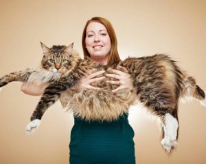 Майже півтораметровий кіт потрапив у Книгу рекордів Гіннеса