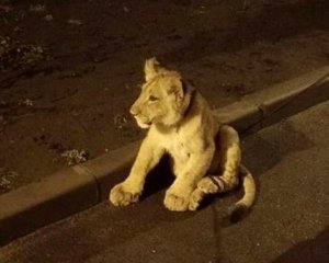 По улицам города разгуливал лев