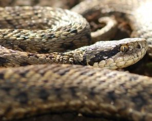 Двох мешканців Полтавського району покусали змії