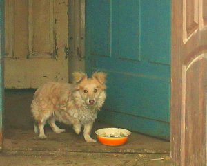 Пес Шарик объел лицо мертвой хозяйке