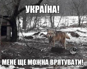 Нелюди посадили на ланцюг вовка