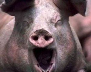 Домашні свині на смерть загризли жінку