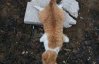 Окупанти в Криму  масово вбивають котів