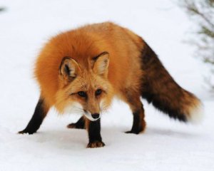 Назвали "найскаженіший" регіон України