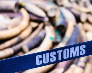 Контрабандистку слоновых бивней приговорили к 15 годам тюрьмы