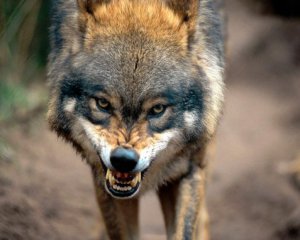 Скажена вовчиця напала на чоловіка