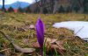 В Карпатах зацвели первые крокусы фото