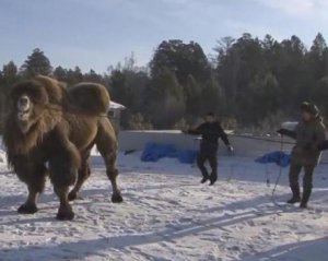 Байкальські шамани принесли в жертву п&#039;ять верблюдів для &quot;зміцнення Росії&quot; - прокуратура почала перевірку