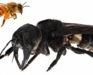 Впервые за 40 лет ученые увидели огромную пчелу