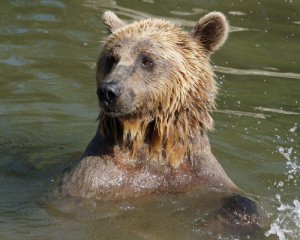 Купаются и играют: показали медведей, которые вышли из зимней спячки