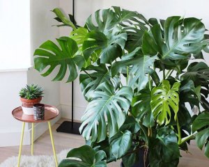 Топ-7 кімнатних рослин, які найкраще очищають повітря