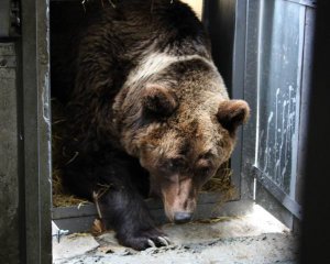 Медведицу, которая едва не погибла на Донбассе, перевезли в приют