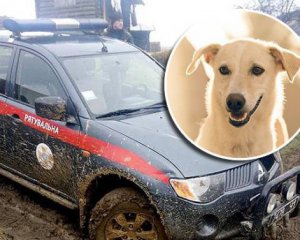 Пёс спас человека от верной гибели