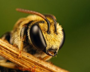 Пчелы имеют математические способности - исследование