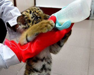 Показали редких новорожденных тигрят