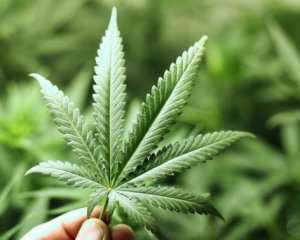 Верховна Рада розгляне петицію про легалізацію марихуани