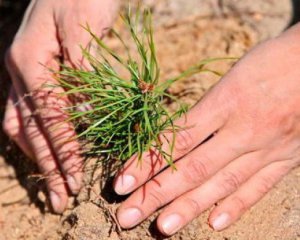 У трьох районах висаджують ліс