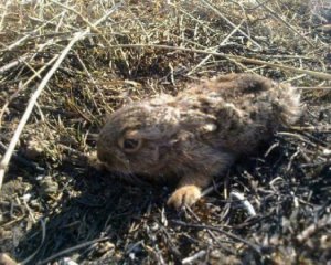 Через господарські роботи на Полтавщині гинуть тварини та птахи