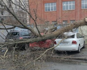 Хто несе відповідальність за падіння дерев під час буревію