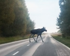 Лось стал причиной серьезного ДТП на трассе