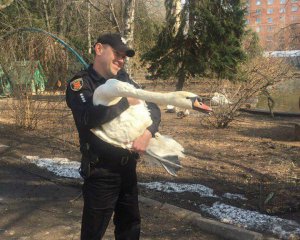 У Полтаві лебідь, обпаливши крило, знайшов собі пару