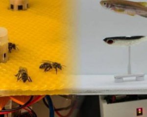 Ученые создали робота, который помог рыбам &quot;пообщатьса&quot; с пчелами