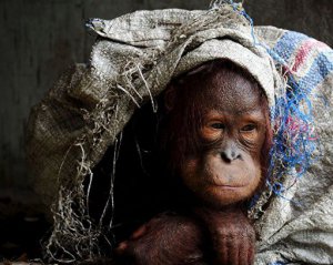 Русский незаконно пытался вывезти орангутанга с Бали